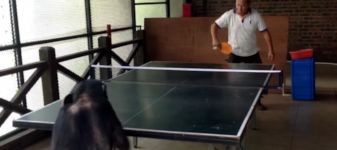 Affe spielt Tischtennis
