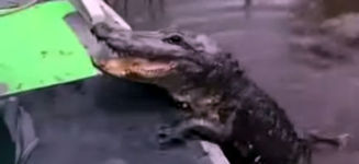 Alligator süss