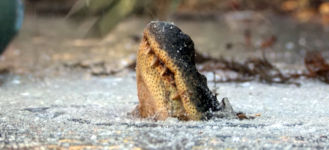 Alligatoren eingeforen