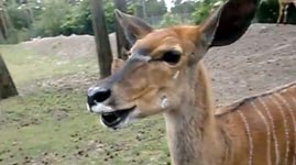funny antelope verrückte lustige Antilope