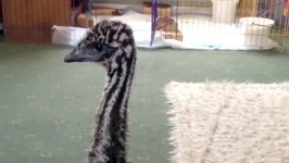 Baby Emu Hund