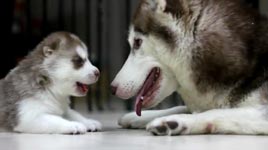 Lovely husky baby playing with her mom
