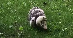 Baby Opossums
