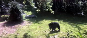 Black Bear vs Grizzly Bear