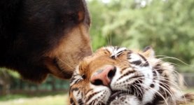 Bär Tiger Löwe Freunde