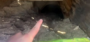 Schildkröte Kaktus Höhle