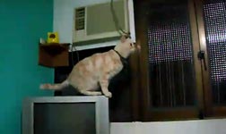 Cat Jump Fail