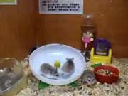 crazy hamsters playing