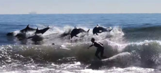 Delfinen surfen