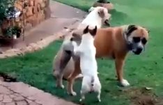 Mission Impossible - Dog Version