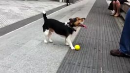 Hund, Ball, fangen