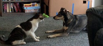 Hund vs Katze