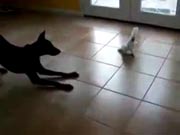 Dobermann vs Kakadu, Hund, Papagei