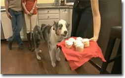 dramatic cupcake dog, hund, hundeblick