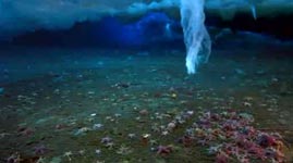 BBC Nature, ice finger of death, Antarctic