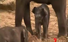 Elefantenbaby, Fail, Überrollbügel