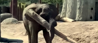 Elefant balance Baumstamm