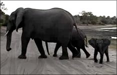 elefant niest