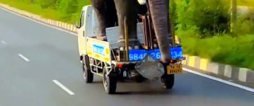 Elefant Autobahn Transport