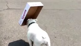 Bulldoge Diesel Karton