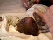 Tiny Baby Sloth gets the Onesie Treatment