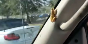 Frosch im Auto