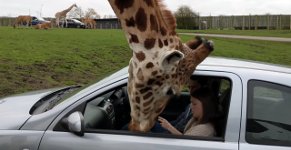 Giraffe Autoscheibe
