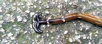 Hammerhead Slug