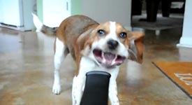 Beagle vs. Blower