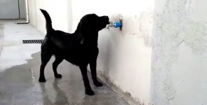 Hund Wasserhahn Abkühlung