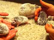 igel babys, Hedgehog Babies