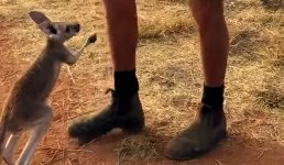 Känguru Baby