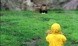Löwe attackiert Kind