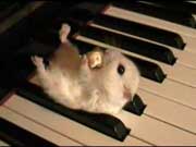 klavier zubehör, hamster