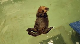 Seeotter Schwimmkurs