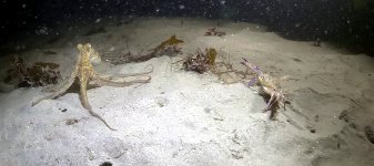 Tintenfisch gegen Krabbe