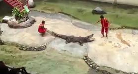 krokodil schnappt zu