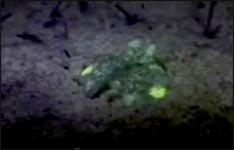 mantis shrimp, tiefsee, meer