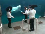 Mexikanisches Ständchen für einen Beluga Wal