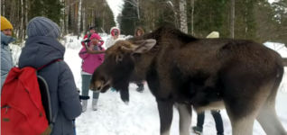 Moose Attacks Tourists at Russian National Park