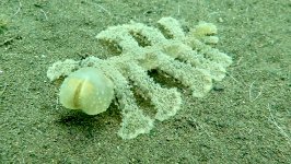 nudibranch melibe bali