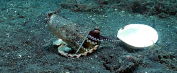 Octopus Plastikbecher