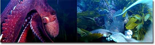 oktopus klaut unterwasserkamera