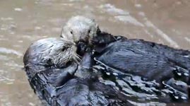 Becherstapelnder Otter,  Cup Stacking