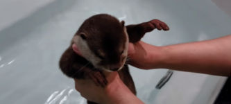 Otter erstes Bad