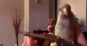 Parrot make shooting sound Papagei