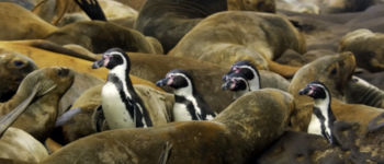 Pinguine surfen Seelöwen