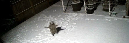 raccoon tries to catch falling snow