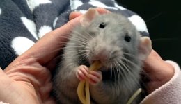 Ratte frisst Spaghetti