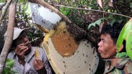 Honig Riesenhonigbienen Kambodscha